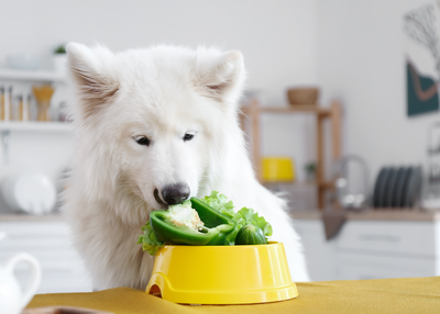 Keeping Your Furry Friend Healthy and Happy With Whole Foods