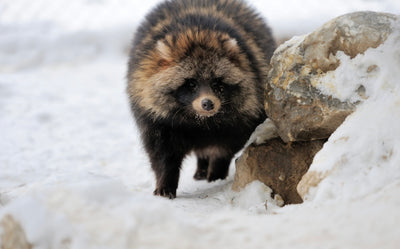 What is a Raccoon Dog?